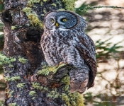 GreatGrayOwl001